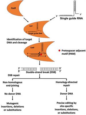 In vivo Delivery Tools for Clustered Regularly Interspaced Short Palindromic Repeat/Associated Protein 9-Mediated Inhibition of Hepatitis B Virus Infection: An Update